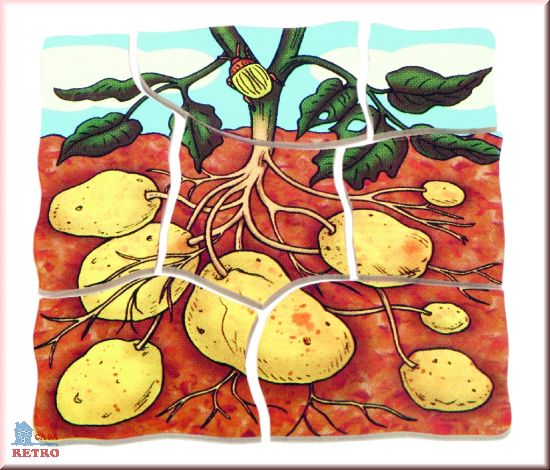 Puzzle in 4 etaje - evolutia cartofului