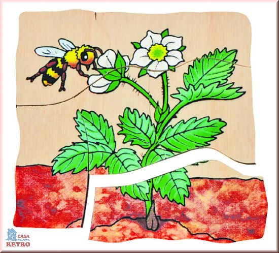 Puzzle in 4 etaje - evolutia capsunei