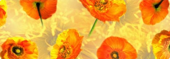 Fotocarton A4 cu 2 fete imprimate, 300g - Flora - Poppy