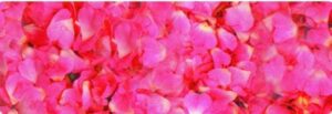Fotocarton A4 cu 2 fete imprimate, 300g - Flora - Rose Petals