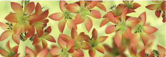 Fotocarton A4 cu 2 fete imprimate, 300g - Flora - Tiger Lily