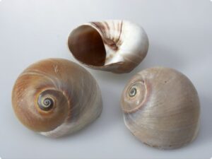 Cochilii melci, 3 bucati - Shark Eye Moon Shells