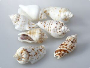 Cochilii melci, 35 g - Strombus Marginate Shell