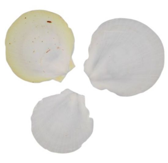 Cochilii scoici, 25g - Amusium Japonicum SeaShells