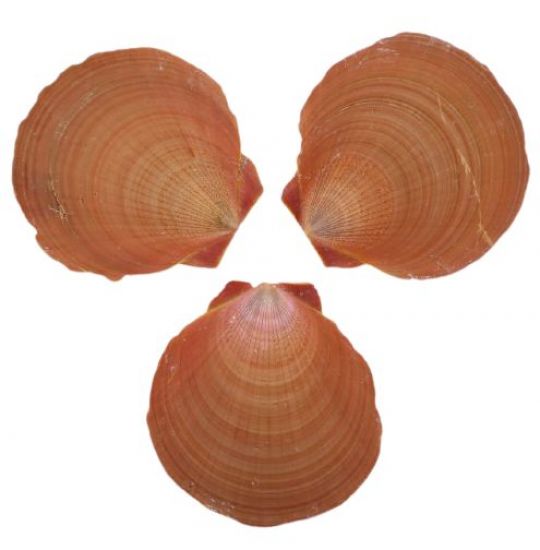 Cochilii scoici, 18-20g - Amusium Japonicum Asian Moon SeaShells