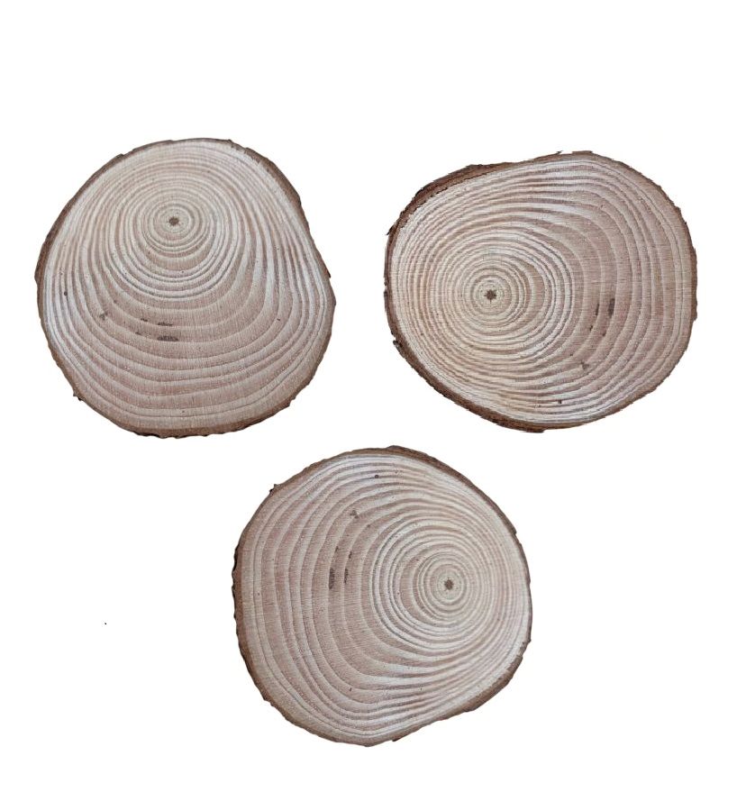 Set 3 rondele din lemn, cu scoarta si nervuri concentrice, 5-5,5 cm